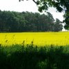 Tour 5: Krumminer Wieck
